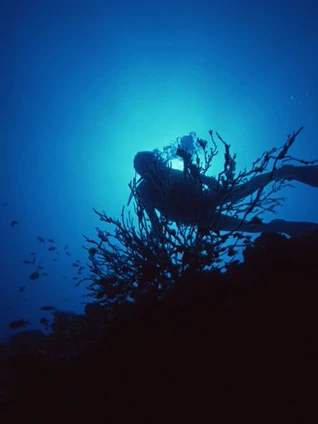 雅克库斯多历险记